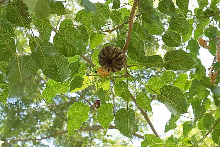 Loai cay nguy hiem nhat the gioi, qua phat no nhu bom-Hinh-5