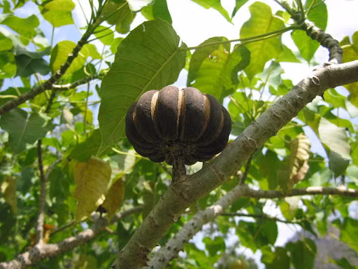 Loai cay nguy hiem nhat the gioi, qua phat no nhu bom-Hinh-7