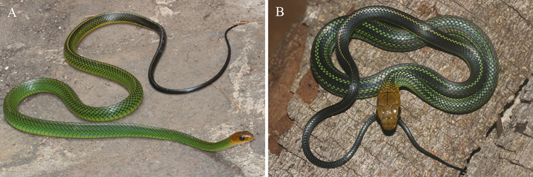 Loai ran moi tim thay o Viet Nam, the gioi chua dau co-Hinh-6