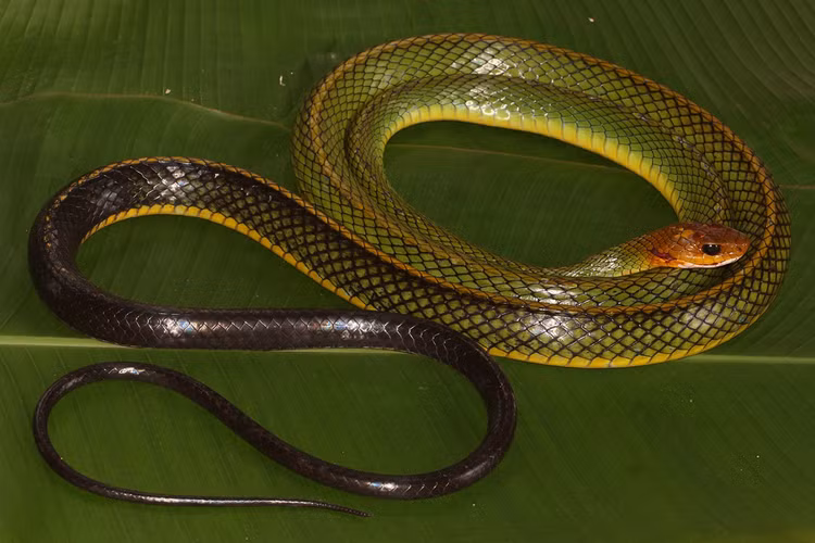 Loai ran moi tim thay o Viet Nam, the gioi chua dau co-Hinh-2