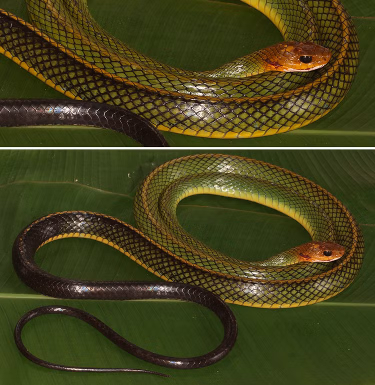 Loai ran moi tim thay o Viet Nam, the gioi chua dau co-Hinh-7