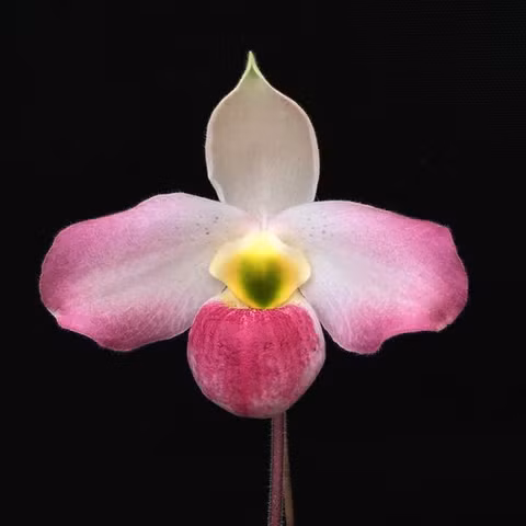 Loai hoa 'bau vat' chi Viet Nam co, the gioi san lung rao riet-Hinh-5