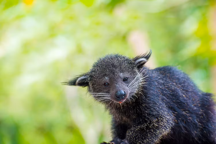 Loai cay muc lan dau tien xuat hien tai Quang Binh quy co nao?-Hinh-6