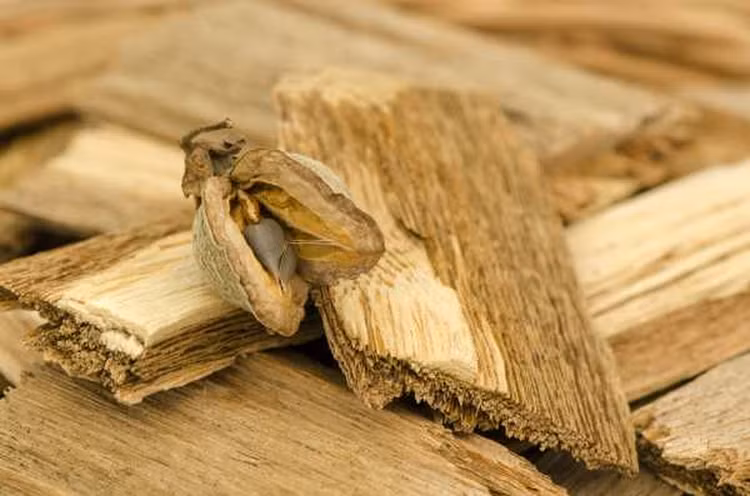 Dao dat phat hien cay go 24 tan, chuyen gia lap tuc vao cuoc-Hinh-5