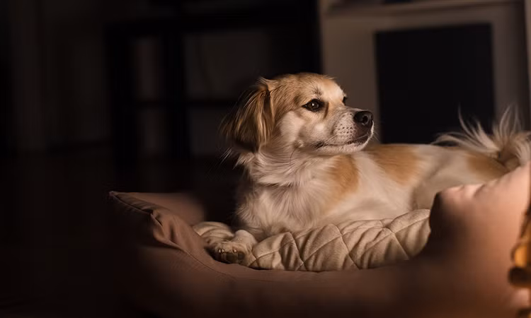 Loai cho thuc su nhin thay nhung thu 'sieu nhien'?-Hinh-7