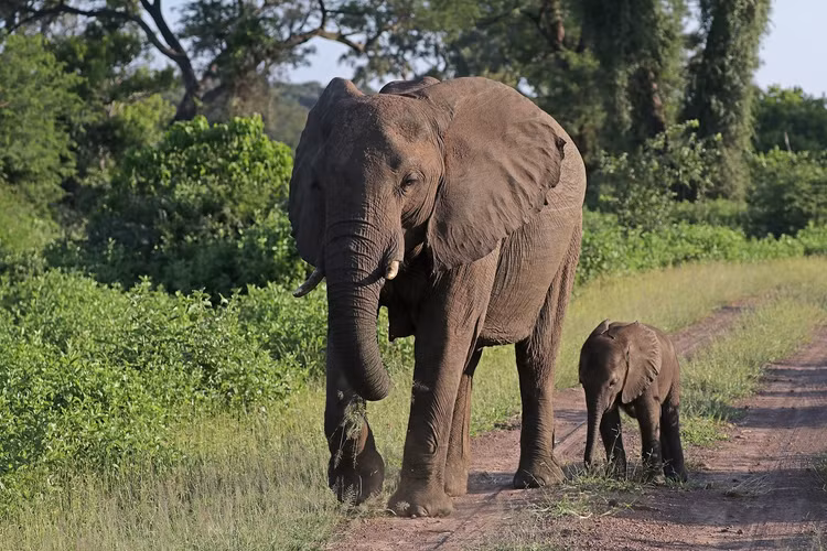 Nhung 'nu hoang' khet tieng nhat trong vuong quoc dong vat-Hinh-3