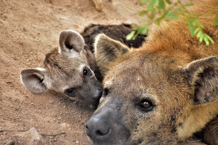 Nhung 'nu hoang' khet tieng nhat trong vuong quoc dong vat-Hinh-2