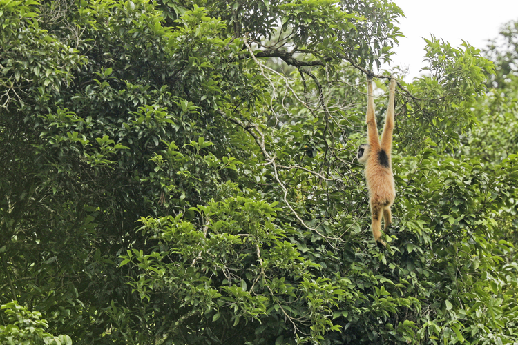 Loai vuon hiem thu 2 the gioi xuat hien tai Viet Nam-Hinh-4