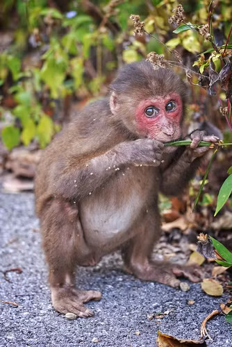 Khi mat do duoc tha ve tu nhien o Nghe An: Loai cuc hiem-Hinh-8