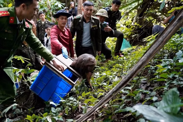 Khi mat do duoc tha ve tu nhien o Nghe An: Loai cuc hiem