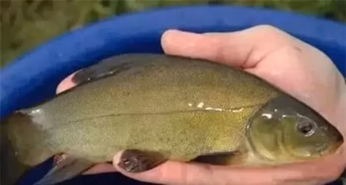 Tim thay 'kho bau' khong lo duoi san nha nho tin vao giac mo-Hinh-4