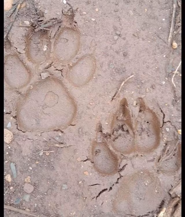 Giai ma dau chan “khung” nghi cua ho o Son La: Giong thu ho Cho-Hinh-3