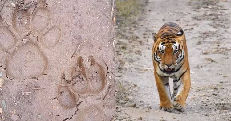 Giai ma dau chan “khung” nghi cua ho o Son La: Giong thu ho Cho-Hinh-4