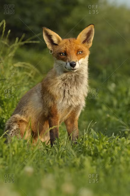 Giai ma dau chan “khung” nghi cua ho o Son La: Giong thu ho Cho-Hinh-7