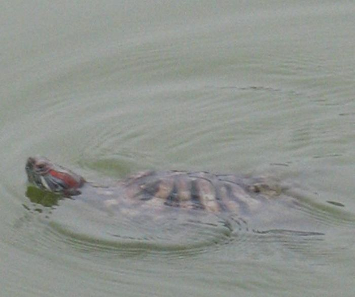 Ngoai cu Rua, Ho Guom con co sinh vat gi khien du luan xon xao?