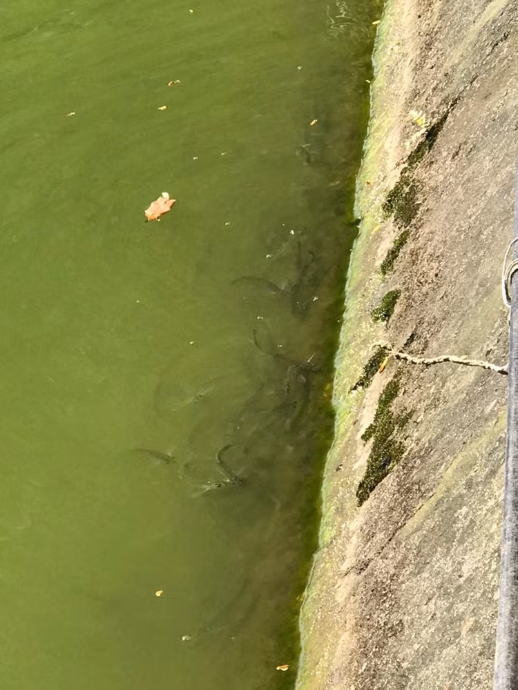 Ngoai cu Rua, Ho Guom con co sinh vat gi khien du luan xon xao?-Hinh-5