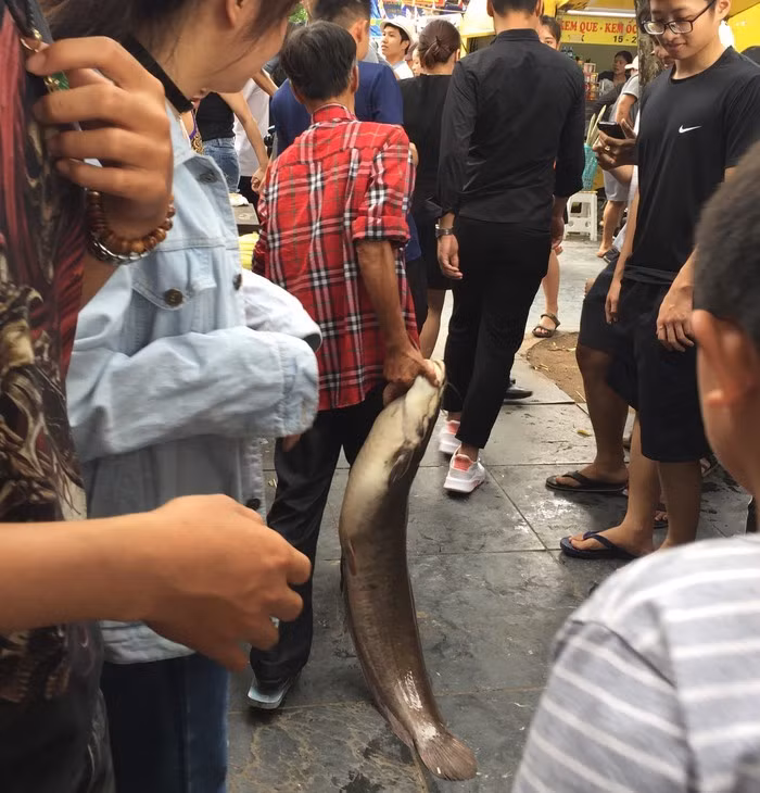 Ngoai cu Rua, Ho Guom con co sinh vat gi khien du luan xon xao?-Hinh-9