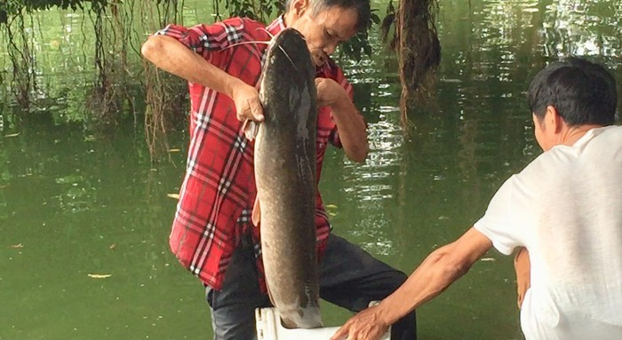 Ngoai cu Rua, Ho Guom con co sinh vat gi khien du luan xon xao?-Hinh-8