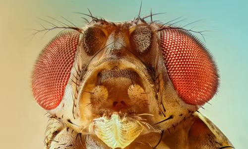 Kho tin loai vat qua doi som hon khi chung kien cai chet-Hinh-5