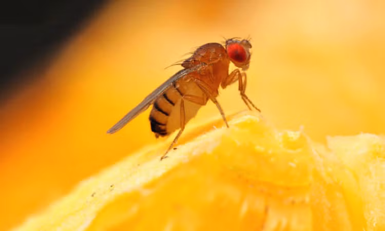 Kho tin loai vat qua doi som hon khi chung kien cai chet-Hinh-9