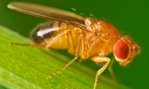 Kho tin loai vat qua doi som hon khi chung kien cai chet
