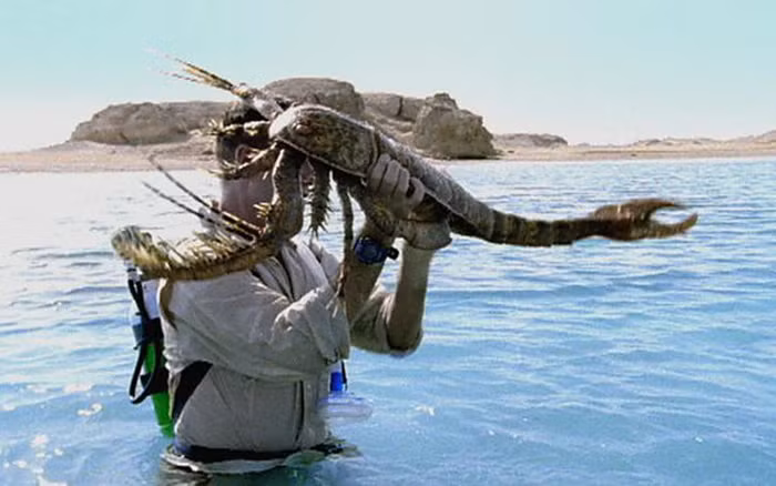 Bo cap bien khong lo da tuyet chung thinh linh xuat hien o Uc