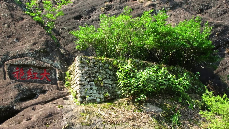 Loai cay “quoc bao” cua Trung Quoc, duoc mua bao hiem hon tram ty-Hinh-8