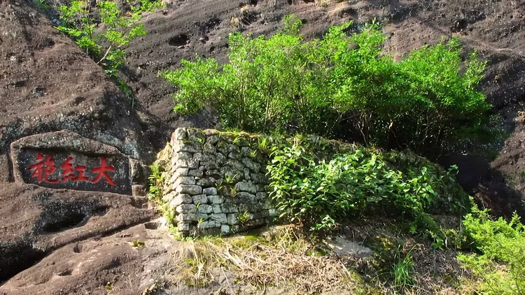 Loai cay “quoc bao” cua Trung Quoc, duoc mua bao hiem hon tram ty-Hinh-8