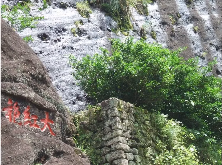 Loai cay “quoc bao” cua Trung Quoc, duoc mua bao hiem hon tram ty