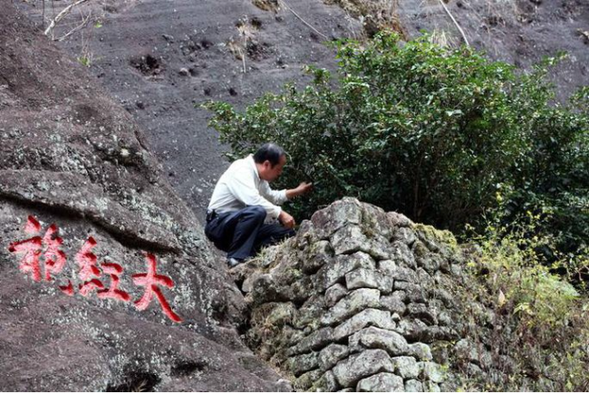 Loai cay “quoc bao” cua Trung Quoc, duoc mua bao hiem hon tram ty-Hinh-5