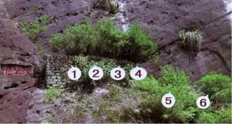 Loai cay “quoc bao” cua Trung Quoc, duoc mua bao hiem hon tram ty-Hinh-3