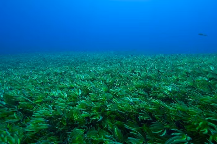 Sinh vat khong lo nam giu “thuoc giai” dac tri bien doi khi hau-Hinh-8