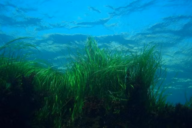 Sinh vat khong lo nam giu “thuoc giai” dac tri bien doi khi hau-Hinh-10