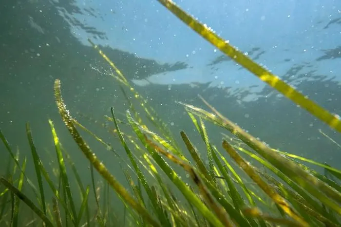 Sinh vat khong lo nam giu “thuoc giai” dac tri bien doi khi hau