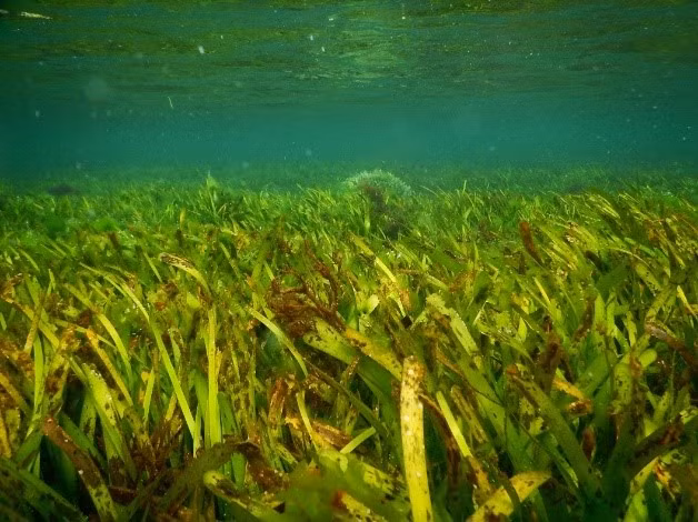Sinh vat khong lo nam giu “thuoc giai” dac tri bien doi khi hau-Hinh-5