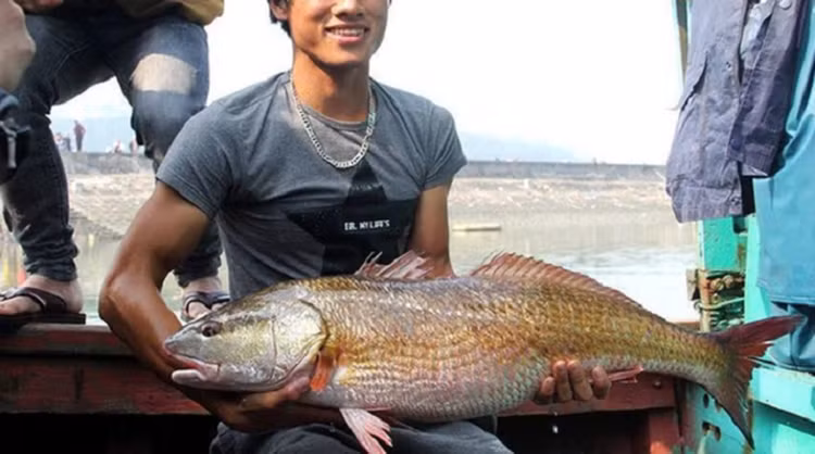 Kinh ngạc thứ quý như vàng trong bụng loài cá đắt nhất Việt Nam - Hình 11 Kinh ngac thu quy nhu vang trong bung loai ca dat nhat Viet Nam-Hinh-11