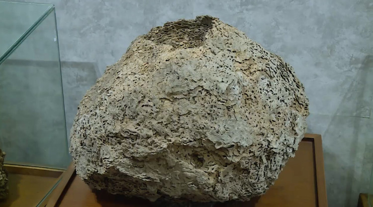 Cấu trúc một tổ mối được tìm thấy trong thân đê