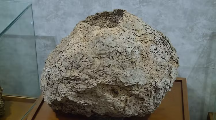 Cấu trúc một tổ mối được tìm thấy trong thân đê