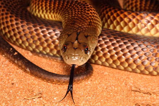 Ky la loai ran doc chuyen rinh rap can nguoi dang say ngu-Hinh-8