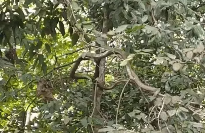 Suyt ngat khi thay 'quai thu' leo cay, lo lung tren dau