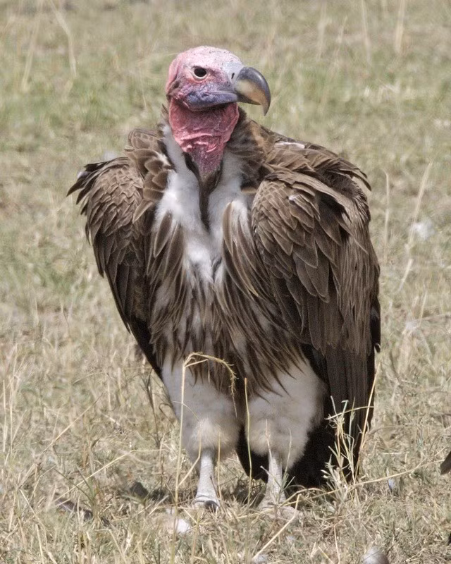 Nhung loai chim hung du nhat Trai dat, cho dai ca khia-Hinh-6