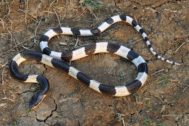 8 loài rắn độc nhất hành tinh, số 3 có nhiều ở Việt Nam - Hình 4 8 loai ran doc nhat hanh tinh, so 3 co nhieu o Viet Nam-Hinh-4