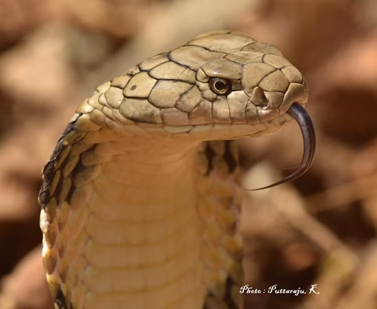 8 loài rắn độc nhất hành tinh, số 3 có nhiều ở Việt Nam - Hình 3 8 loai ran doc nhat hanh tinh, so 3 co nhieu o Viet Nam-Hinh-3