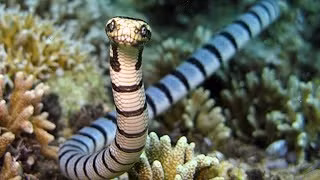 8 loài rắn độc nhất hành tinh, số 3 có nhiều ở Việt Nam - Hình 5 8 loai ran doc nhat hanh tinh, so 3 co nhieu o Viet Nam-Hinh-5