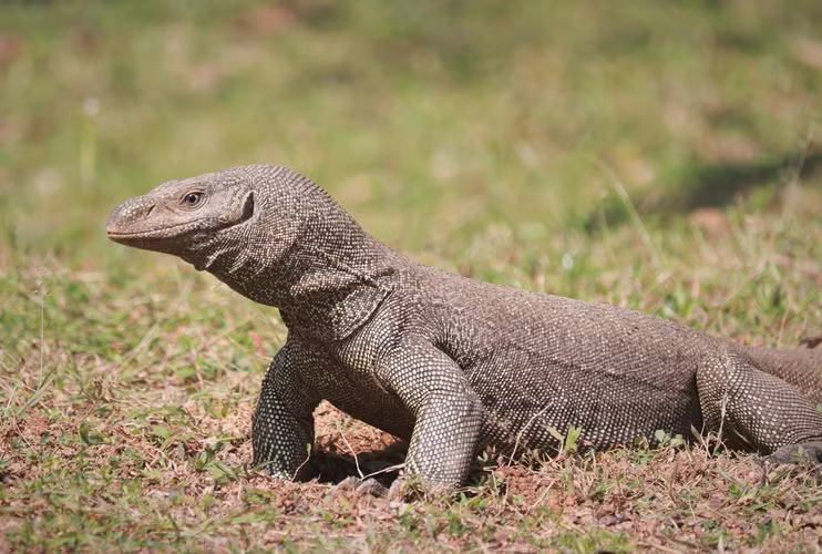 Do quy hiem cua ky da hoa vua duoc giao nop o Dong Thap-Hinh-7