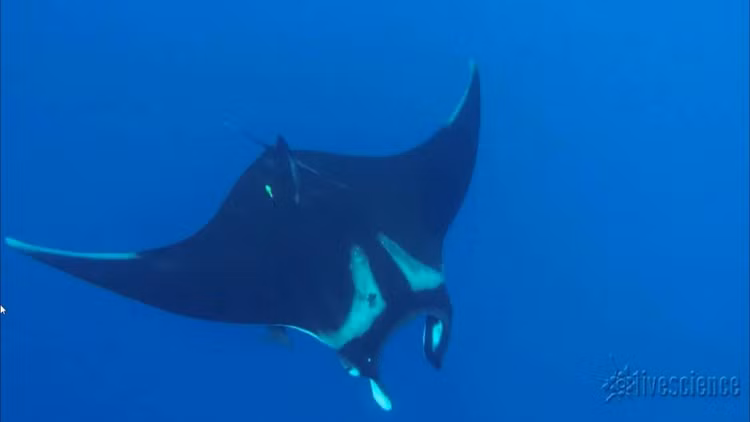 Top 8 loai ca dang so bac nhat, khong ai muon cham tran tren doi-Hinh-5