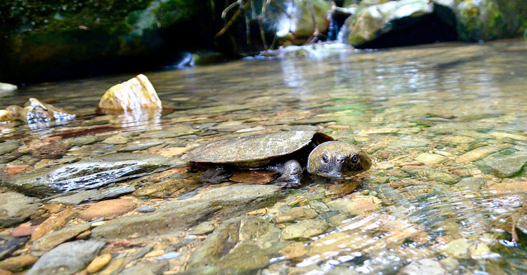 Can canh rua dau to cuc quy hiem vua duoc phat hien o Quang Nam-Hinh-6