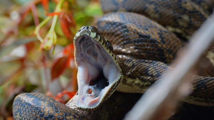 Noi da ga chung kien 'quai thu' lam chuyen dong troi-Hinh-2