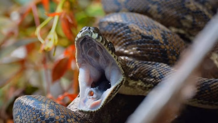 Noi da ga chung kien 'quai thu' lam chuyen dong troi-Hinh-2