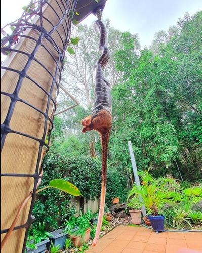 Noi da ga chung kien 'quai thu' lam chuyen dong troi-Hinh-4